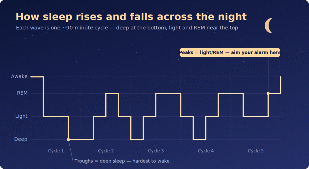 what-a-sleep-cycle-graph-shows